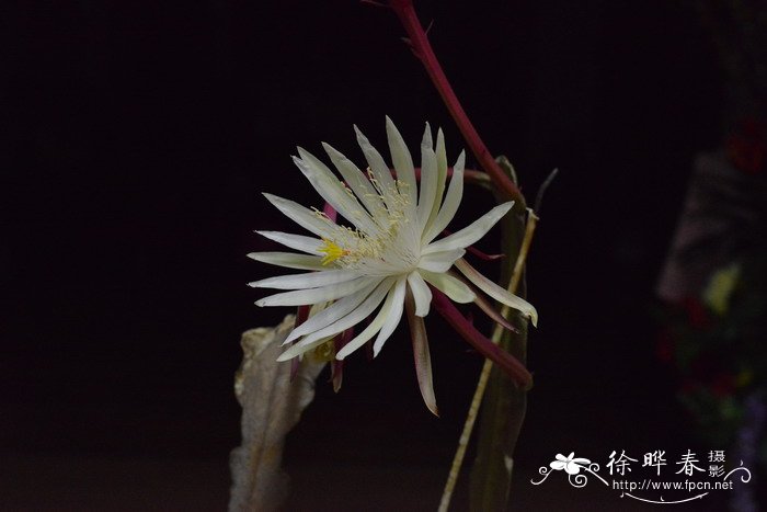 直叶昙花Epiphyllum hookeri