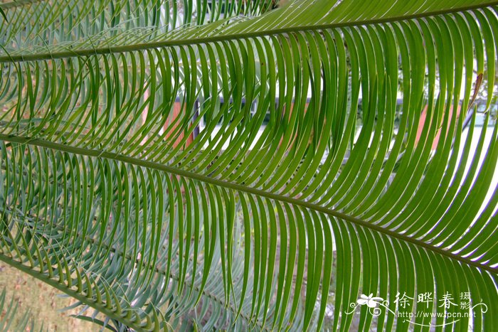 裴氏鳞木泽米Lepidozamia peroffskyana