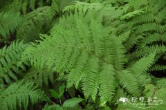 东北蹄盖蕨Athyrium brevifrons