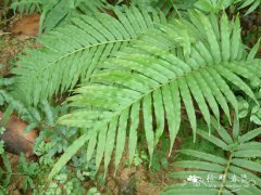 乌毛蕨Blechnum orientale