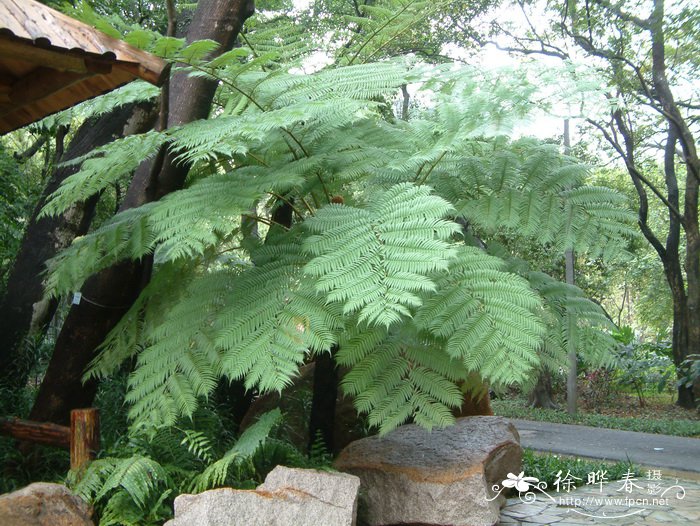 笔筒树Cyathea lepifera