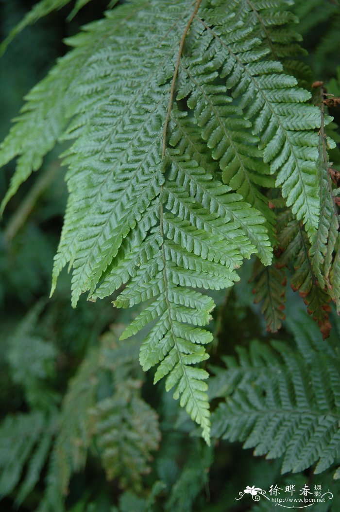 虹鳞肋毛蕨Ctenitis subglandulosa