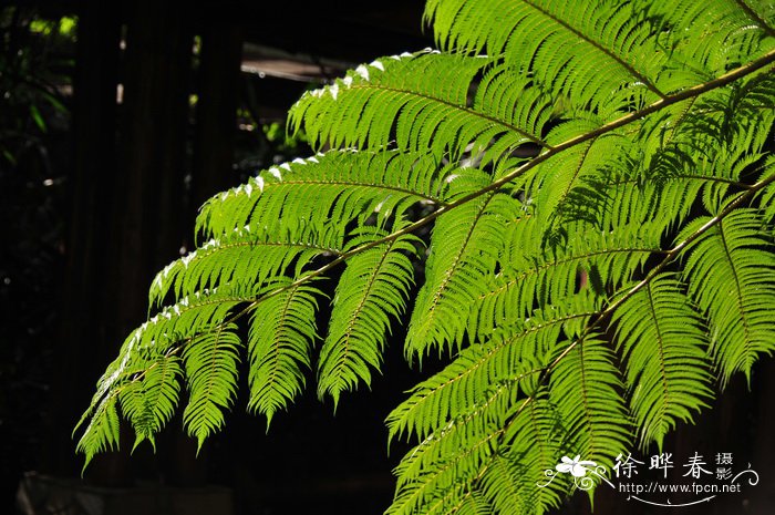 笔筒树Cyathea lepifera