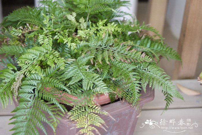 草叶耳蕨Polystichum herbaceum