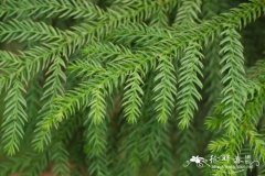 南洋杉Araucaria cunninghamii