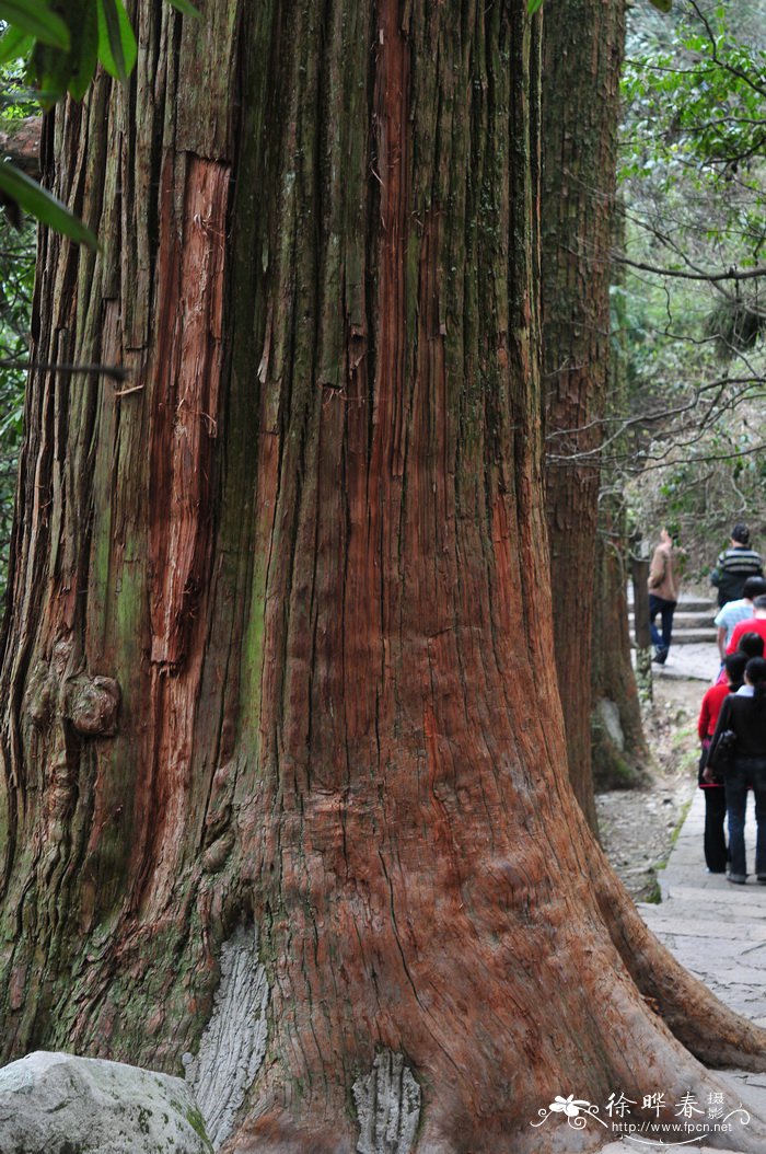 柳杉Cryptomeria japonica var. sinensis