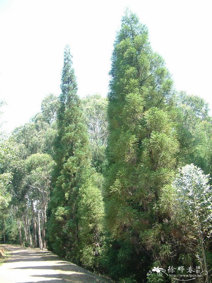 日本柳杉Cryptomeria japonica