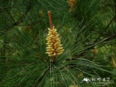 马尾松Pinus massoniana