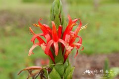 红珊瑚Pachystachys coccinea