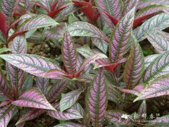 红背马蓝Strobilanthes auriculata var. dyeriana