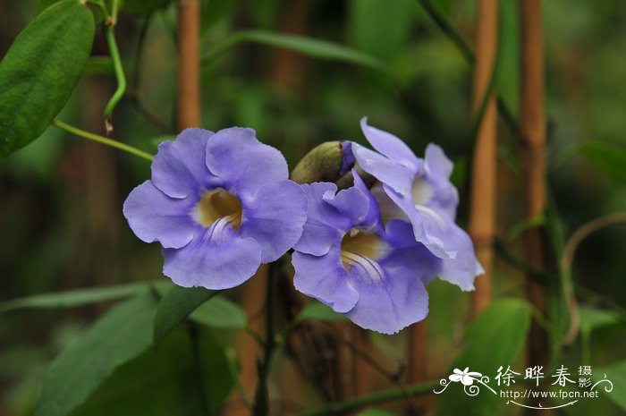 樟叶山牵牛Thunbergia laurifolia