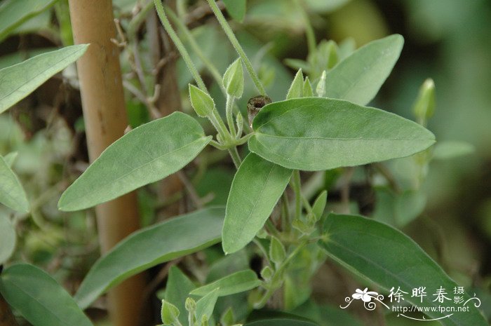 海南山牵牛Thunbergia fragrans subsp. hainanensis