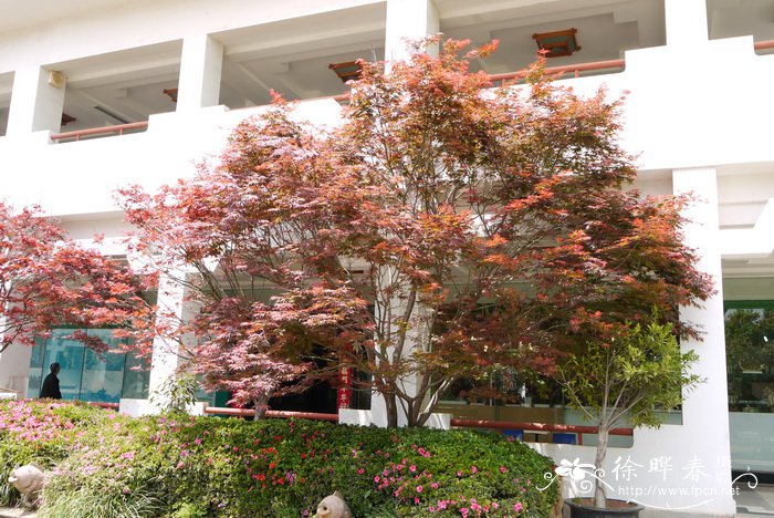 红鸡爪槭Acer palmatum f. atropurpureum