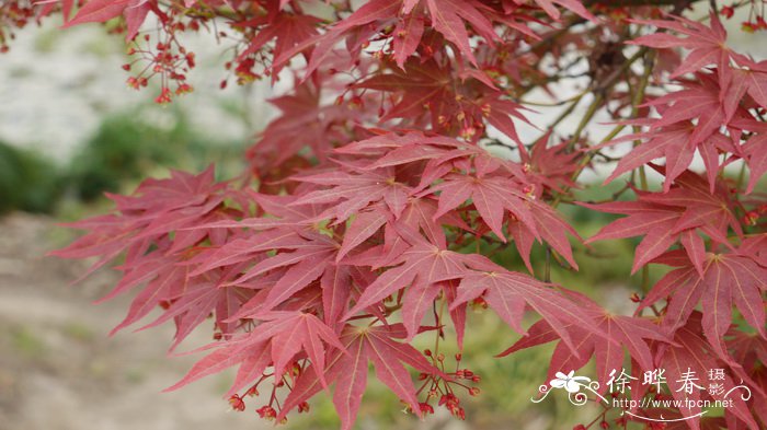 红鸡爪槭Acer palmatum f. atropurpureum