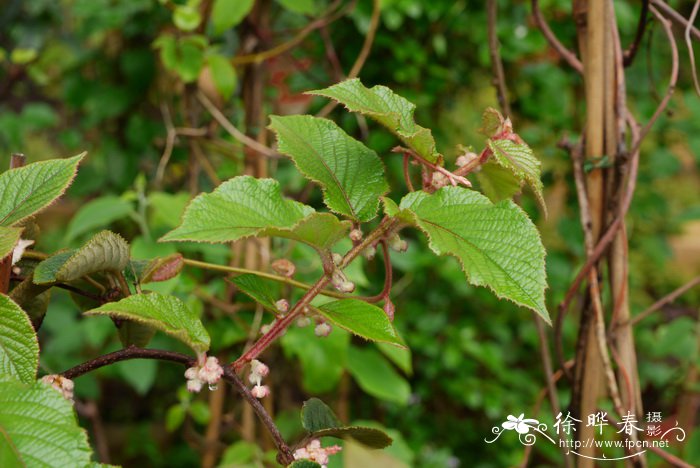 美丽猕猴桃Actinidia melliana