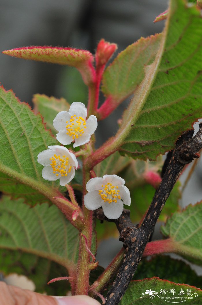 美丽猕猴桃Actinidia melliana