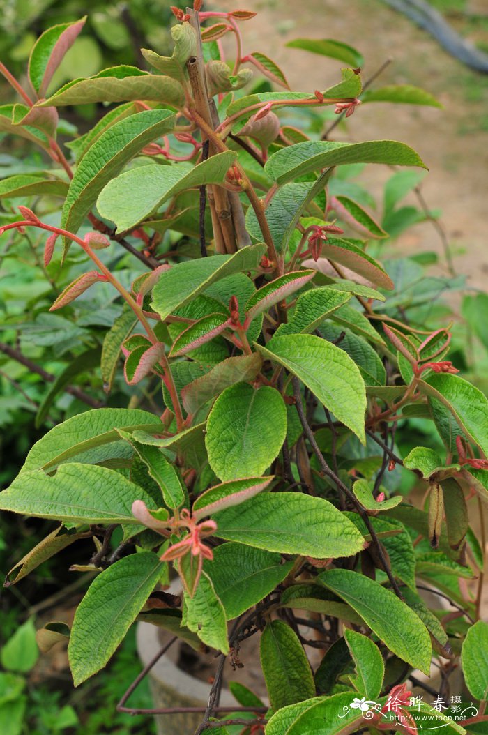 美丽猕猴桃Actinidia melliana