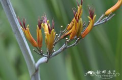 Phormium Atropurpureum