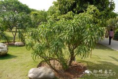 柬埔寨龙血树Dracaena cambodiana