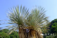 鸟喙丝兰Yucca rostrata