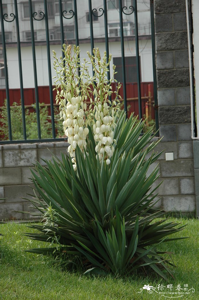 凤尾兰Yucca gloriosa