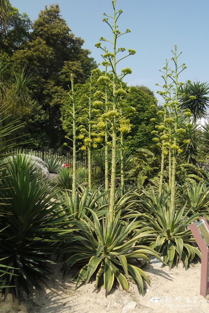 金边礼美龙舌兰Agave desmettiana ‘Variegata’