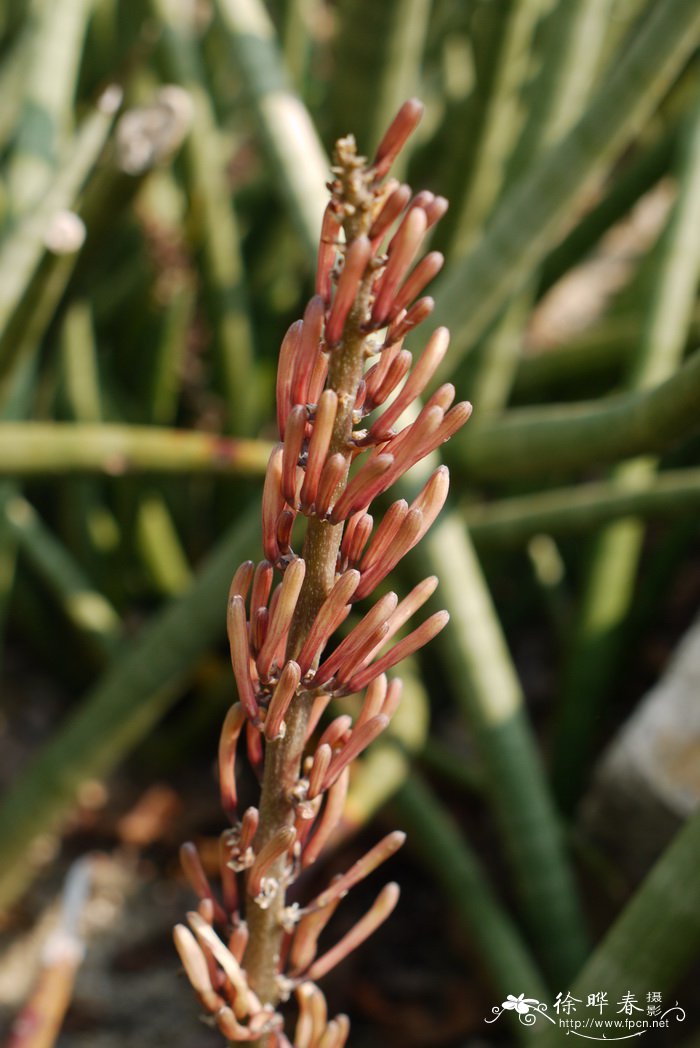 棒叶虎尾兰Sansevieria cylindrica