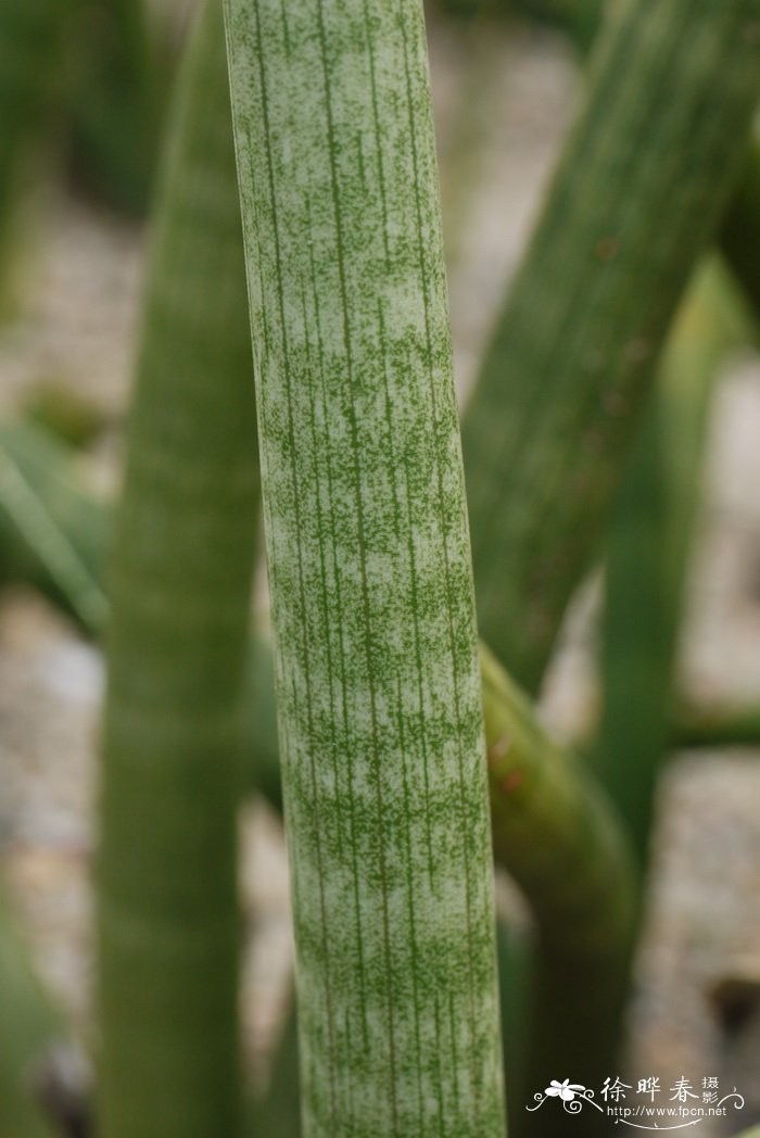 棒叶虎尾兰Sansevieria cylindrica