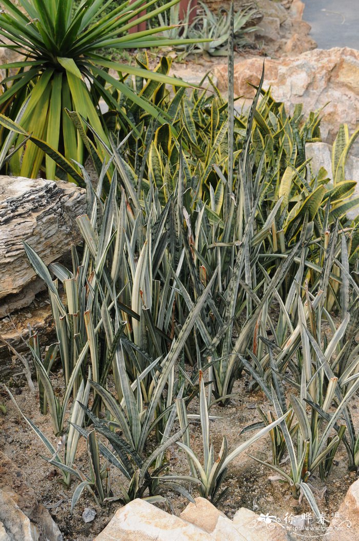 白肋虎尾兰Sansevieria trifasciata ‘Argentea-striata’