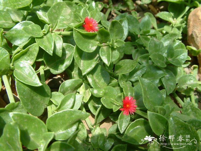 心叶冰花Aptenia cordifolia