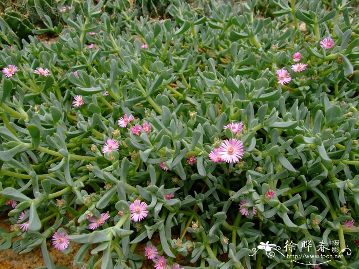 鹿角海棠Astridia velutina