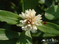 空心莲子草Alternanthera philoxeroides