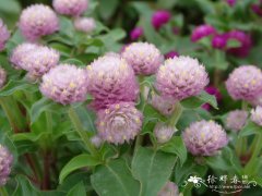 千日红Gomphrena globosa