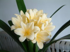 君子兰Clivia miniata