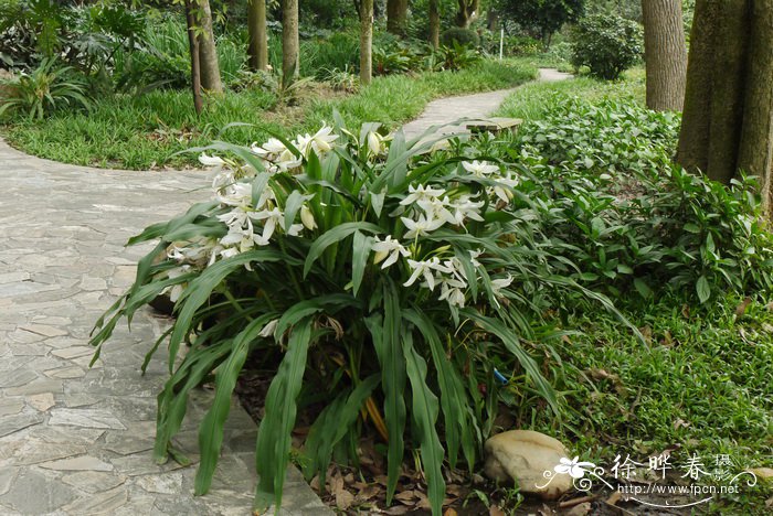 香殊兰Crinum moorei