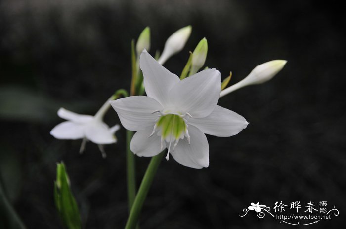 南美水仙Eucharis × grandiflora