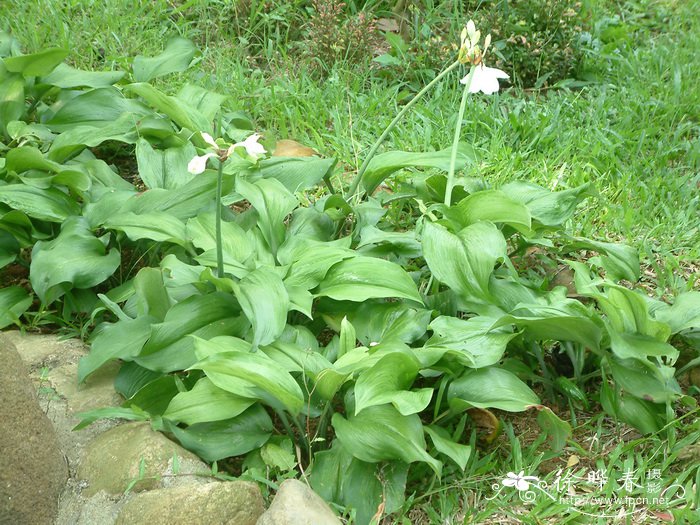 南美水仙Eucharis × grandiflora