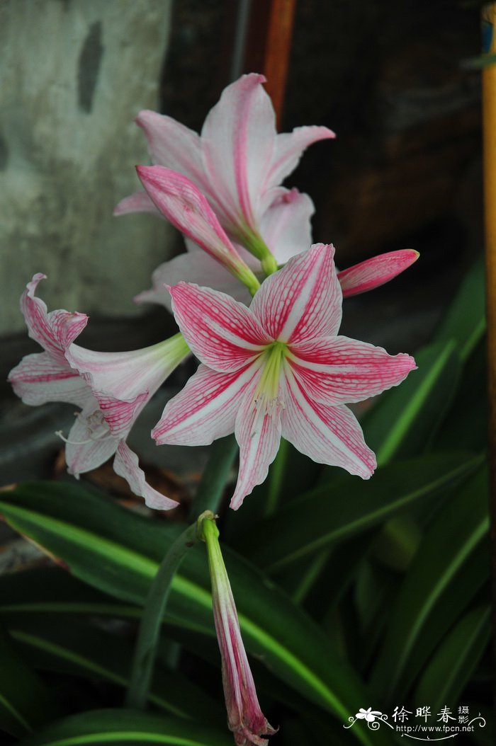 白肋朱顶红Hippeastrum reticulatum