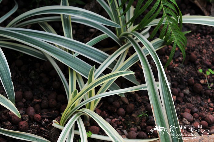 银边水鬼蕉Hymenocallis americana ‘Variegata’