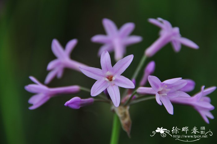 紫娇花Tulbaghia violacea