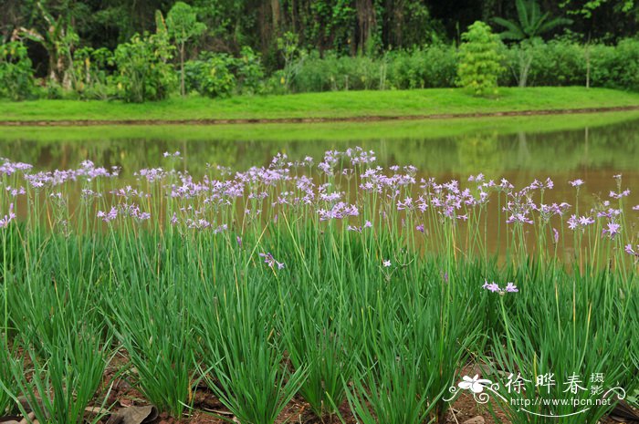 紫娇花Tulbaghia violacea