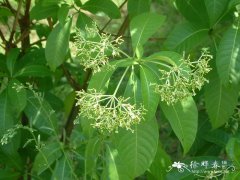 催吐萝芙木Rauvolfia vomitoria