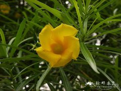 黄花夹竹桃Thevetia peruviana