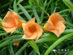 红酒杯花Thevetia peruviana ‘Aurantiaca’