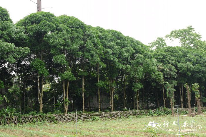 扁桃Mangifera persiciformis