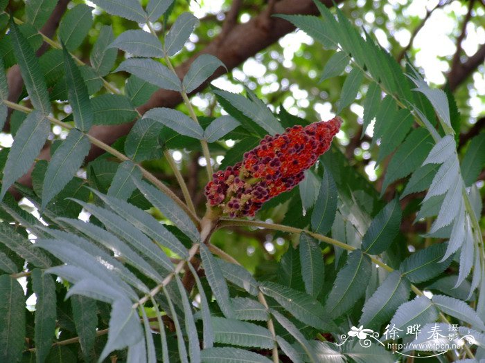 火炬树Rhus typhina