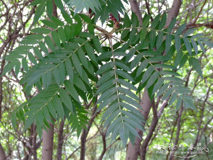 火炬树Rhus typhina