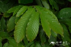 沙煲暗罗Polyalthia obliqua