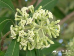 盆架树Alstonia scholaris