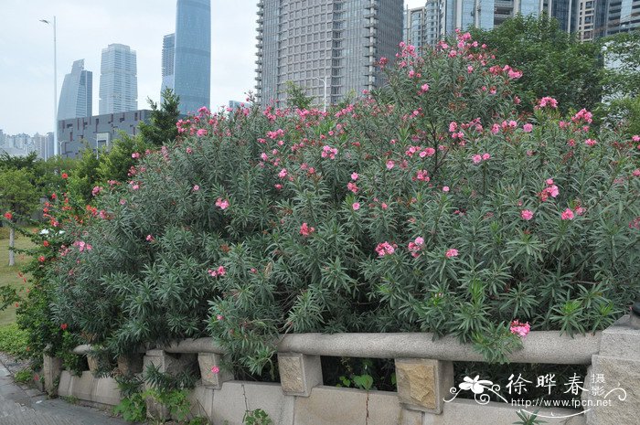 夹竹桃Nerium oleander